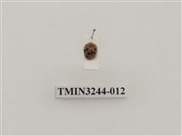 藏品(茄二十八星瓢蟲)的圖片